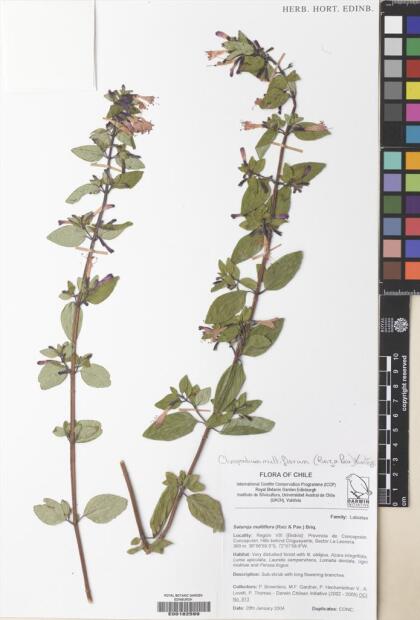 Gardoquia multiflora [Espécimen: ]