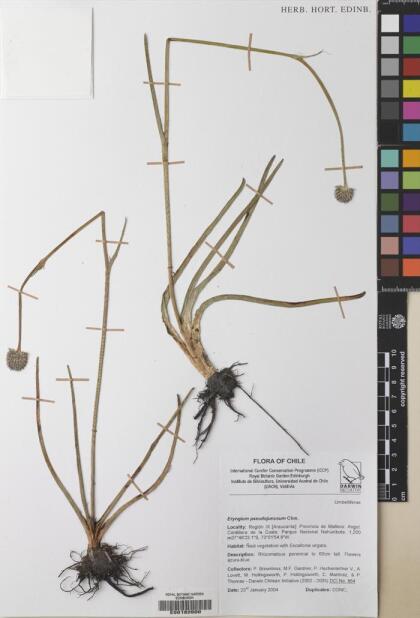 Eryngium pseudojunceum [Espécimen: ]