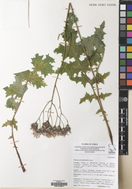 Perezia prenanthoides [Espécimen: ]