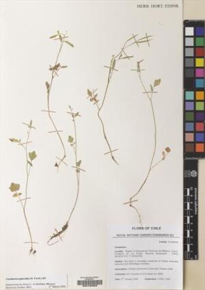 Cardamine glacialis [Espécimen: ]