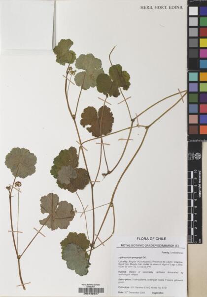 Hydrocotyle poeppigii [Espécimen: ]