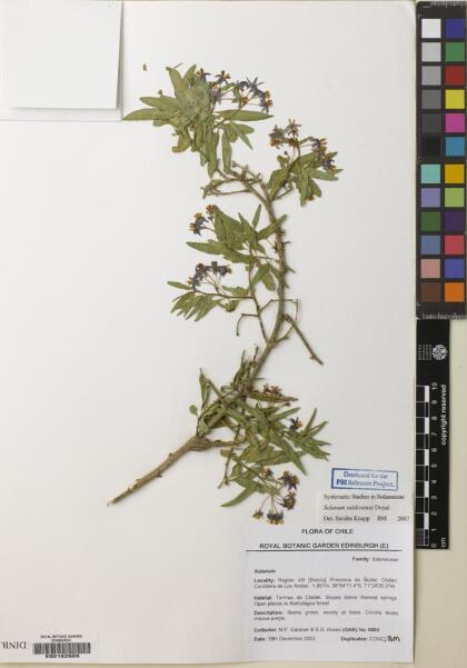 Solanum valdiviense [Espécimen: ]