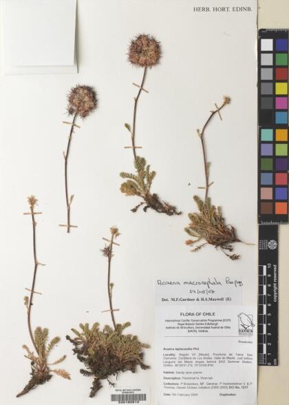Acaena leptacantha [Espécimen: ]