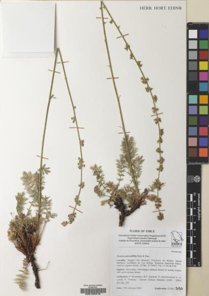 Acaena pinnatifida [Espécimen: ]