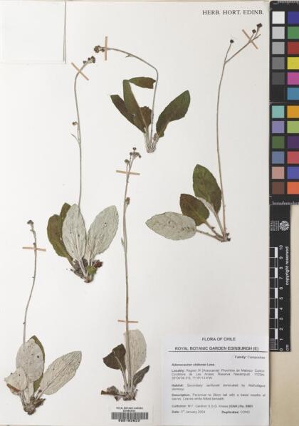 Adenocaulon chilense [Espécimen: ]