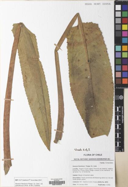 Senecio fistulosus [Espécimen: ]