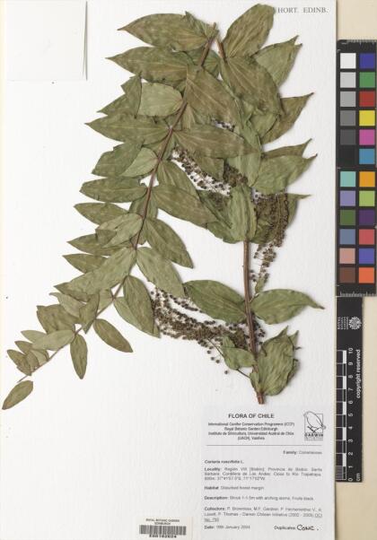 Coriaria ruscifolia [Espécimen: ]