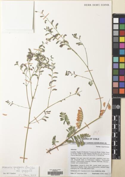 Adesmia papposa var. papposa [Espécimen: ]
