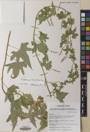 Dioscorea andina [Espécimen: ]