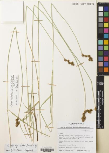 Carex darwinii var. serranoi [Espécimen: ]