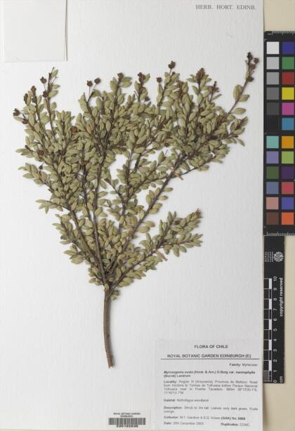 Myrceugenia ovata var. nannophylla [Espécimen: ]