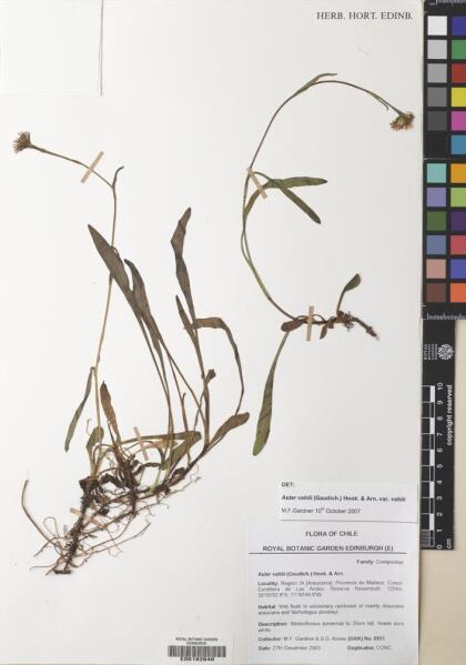 Symphyotrichum vahlii [Espécimen: ]
