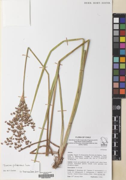 Juncus pallescens [Espécimen: ]