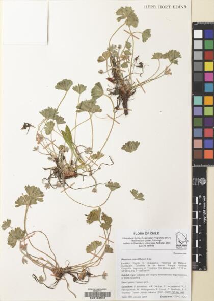 Geranium sessiliflorum [Espécimen: ]