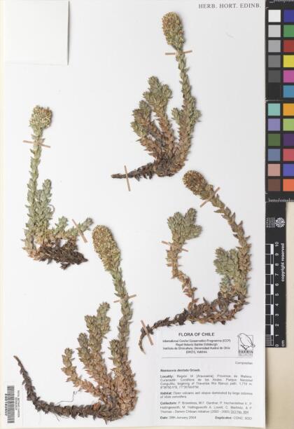 Nassauvia dentata [Espécimen: ]