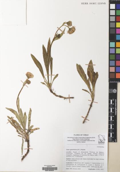 Symphyotrichum glabrifolium [Espécimen: ]