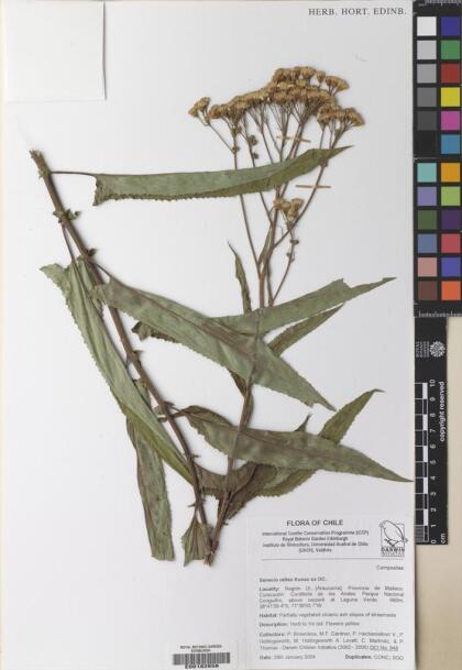 Pelseria otites [Espécimen: ]