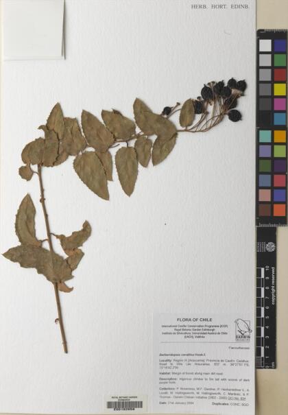 Berberidopsis corallina [Espécimen: ]