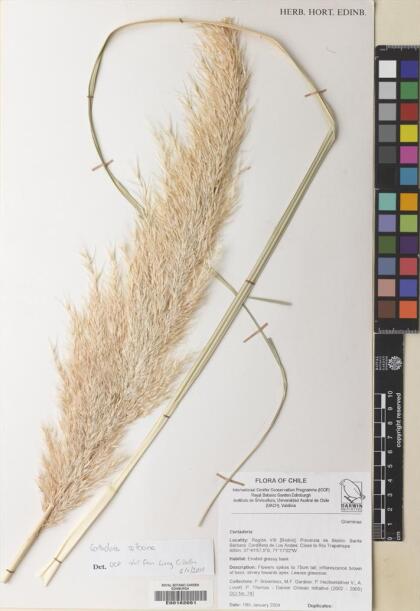 Cortaderia araucana [Espécimen: ]