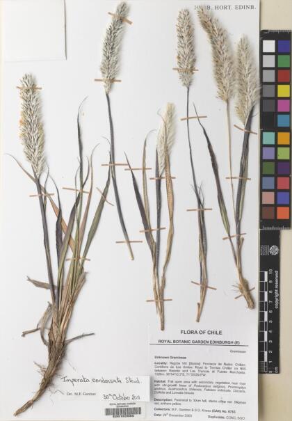 Imperata condensata [Espécimen: ]