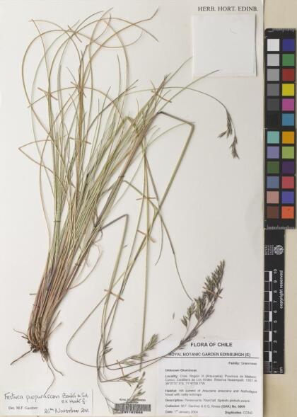 Festuca purpurascens [Espécimen: ]