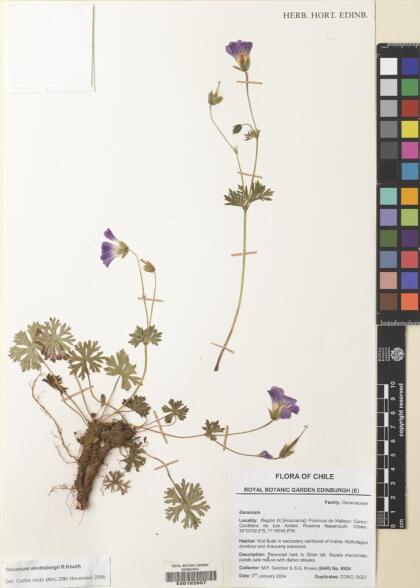 Geranium skottsbergii [Espécimen: ]