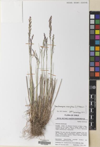 Deschampsia cespitosa [Espécimen: ]