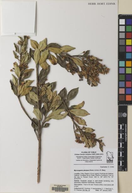 Myrceugenia planipes [Espécimen: ]