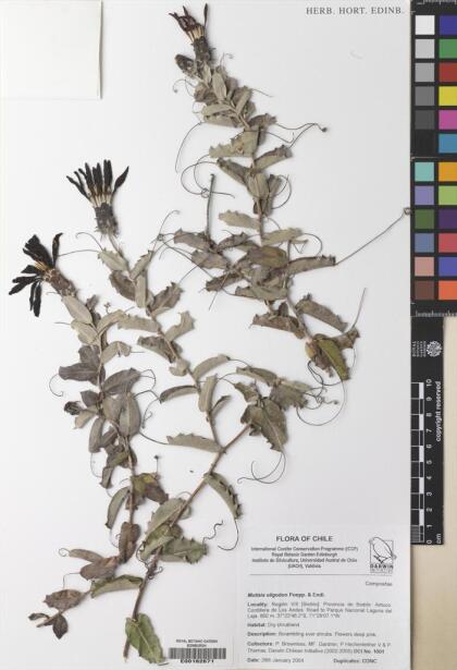 Mutisia spinosa [Espécimen: ]