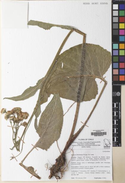 Senecio fistulosus [Espécimen: ]
