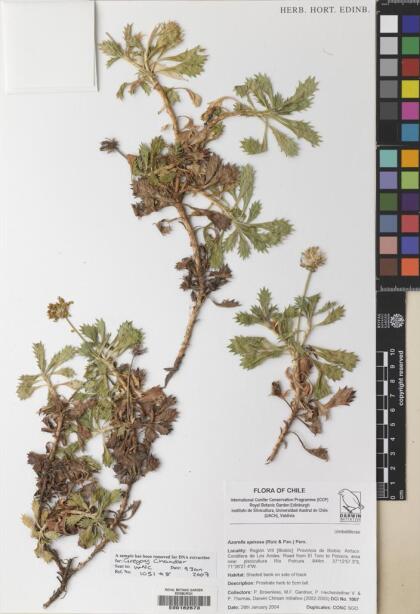 Azorella spinosa [Espécimen: ]