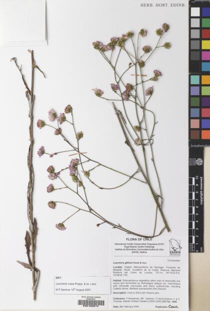 Leucheria rosea [Espécimen: ]