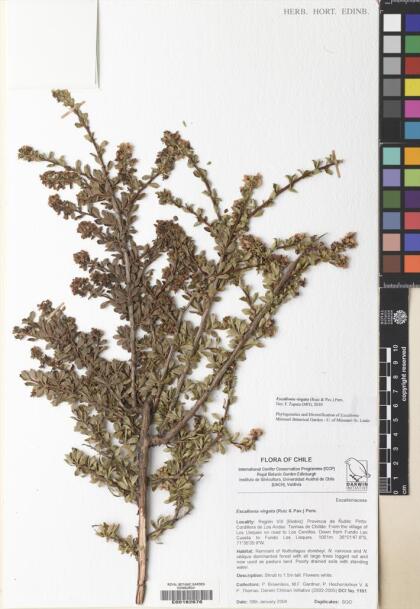 Escallonia virgata [Espécimen: ]