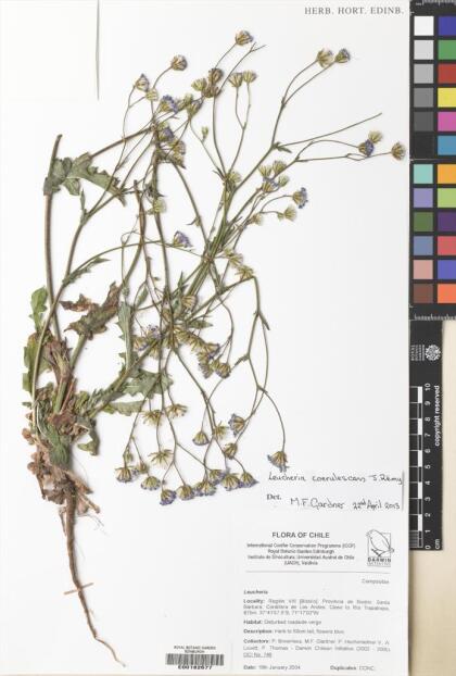 Leucheria coerulescens [Espécimen: ]