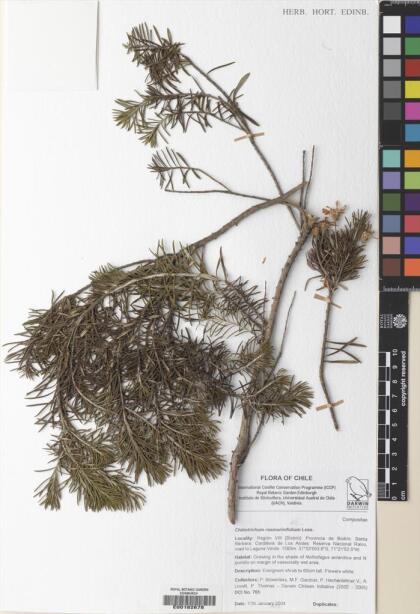 Chiliotrichum diffusum [Espécimen: ]