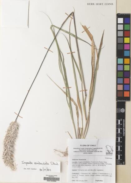 Imperata condensata [Espécimen: ]
