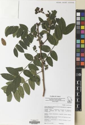 Senna stipulacea [Espécimen: ]