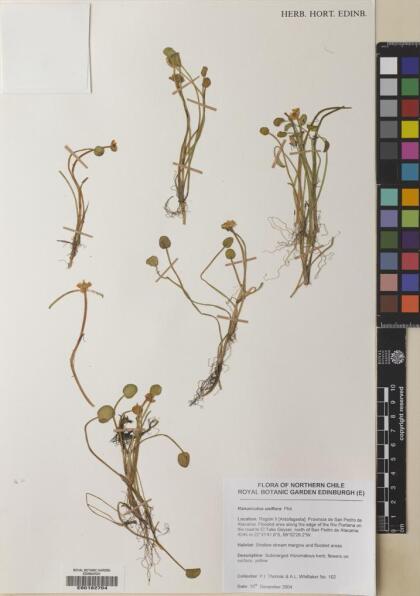 Halerpestes uniflora [Espécimen: ]