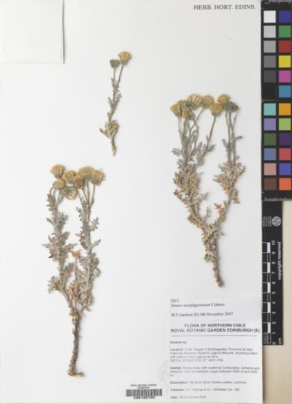 Senecio leucus [Espécimen: ]