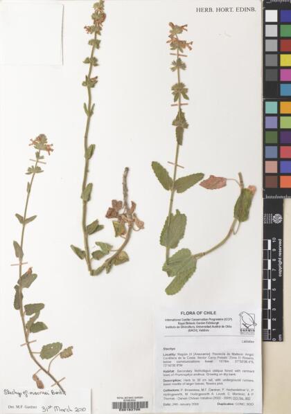 Stachys macraei [Espécimen: ]