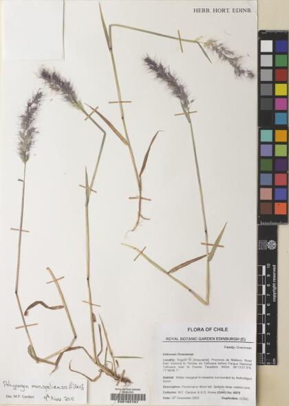Polypogon monspeliensis [Espécimen: ]