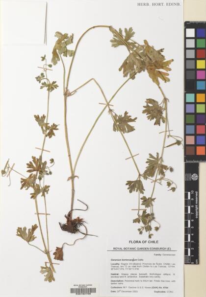 Geranium berteroanum [Espécimen: ]