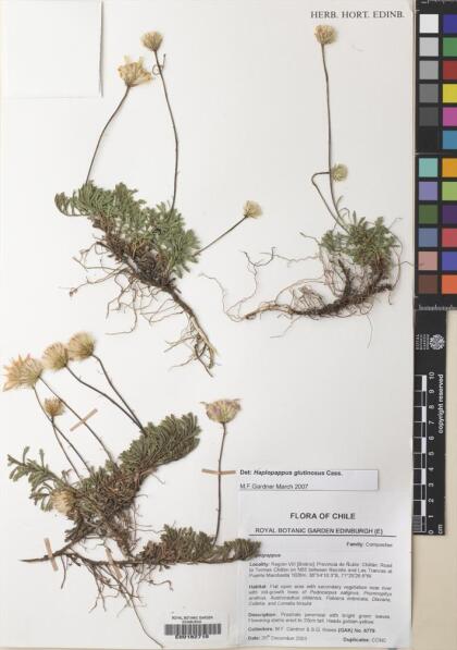 Haplopappus glutinosus [Espécimen: ]