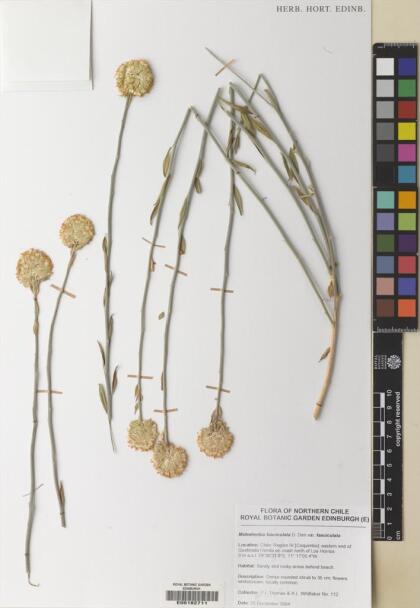 Malesherbia fasciculata var. fasciculata [Espécimen: ]