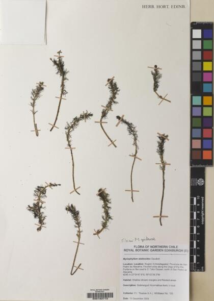 Myriophyllum quitense [Espécimen: ]