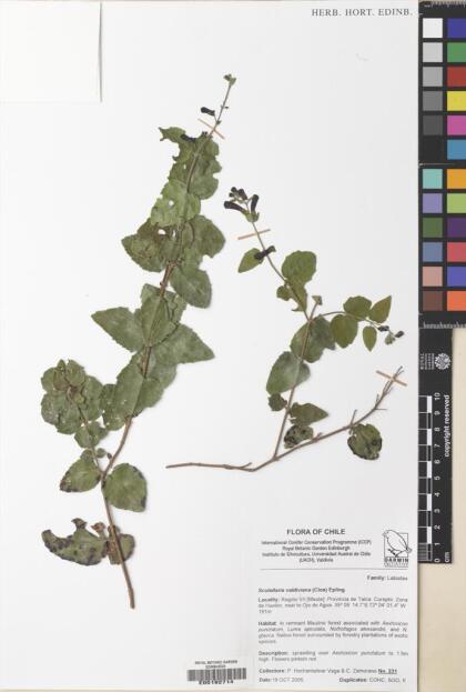 Scutellaria valdiviana [Espécimen: ]