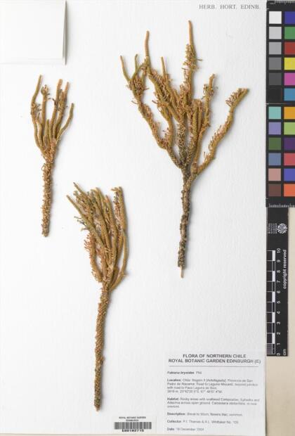 Fabiana bryoides [Espécimen: ]