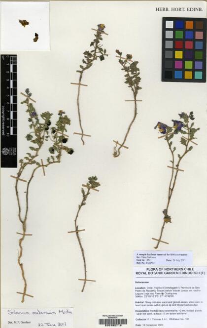 Solanum sinuatirecurvum [Espécimen: ]
