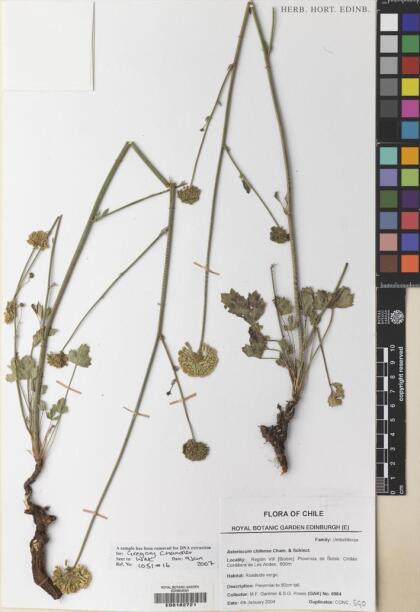 Asteriscium chilense [Espécimen: ]