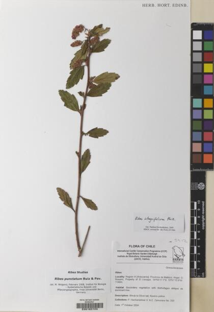 Ribes integrifolium [Espécimen: ]